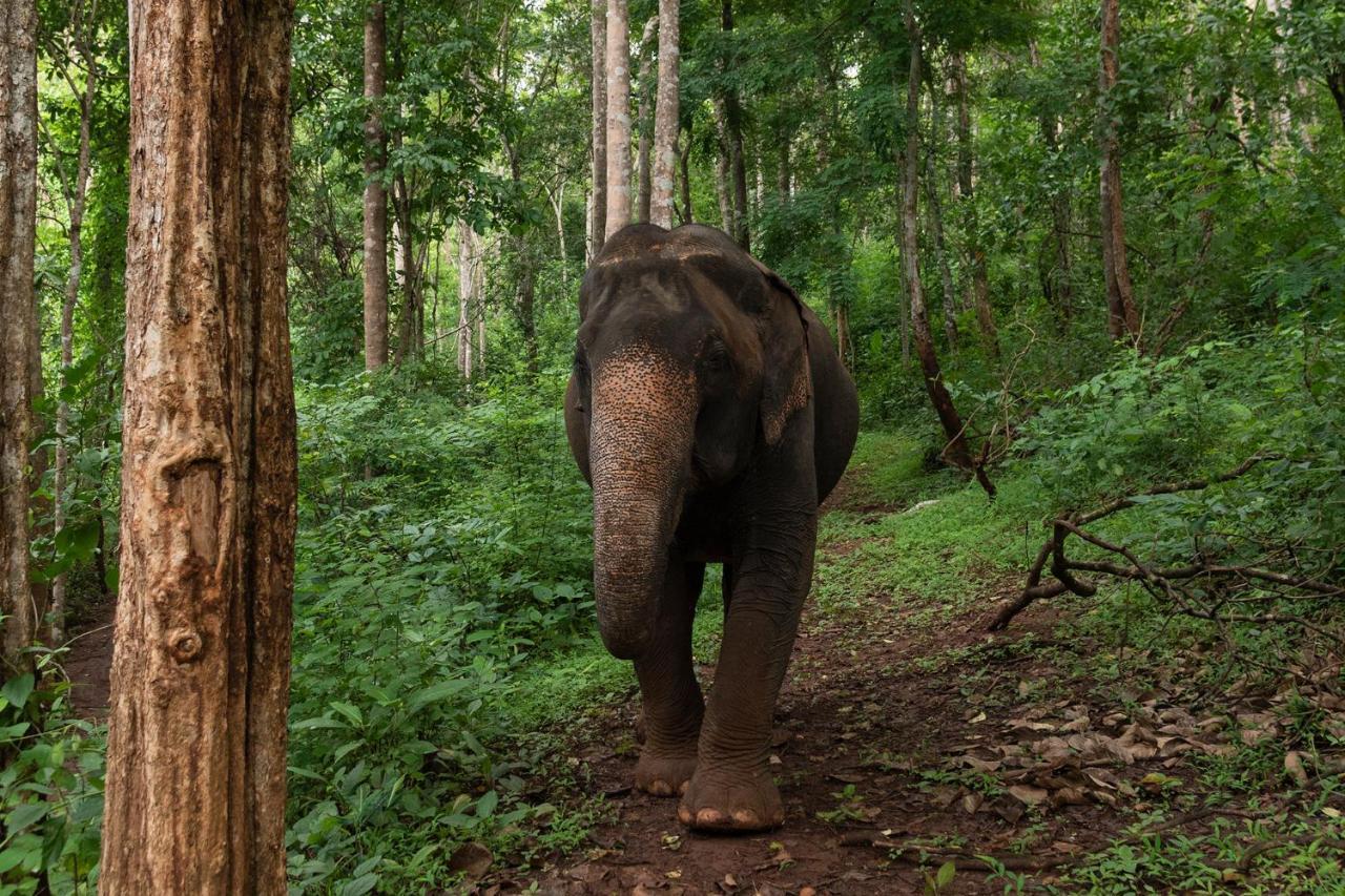 Chiang Mai Elephant Friends Εξωτερικό φωτογραφία
